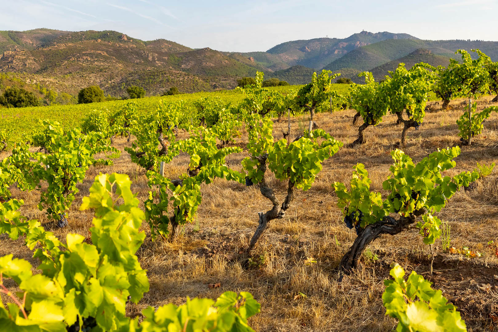 AOP Côtes de Provence - 100% des raisins sont issus de la propriété