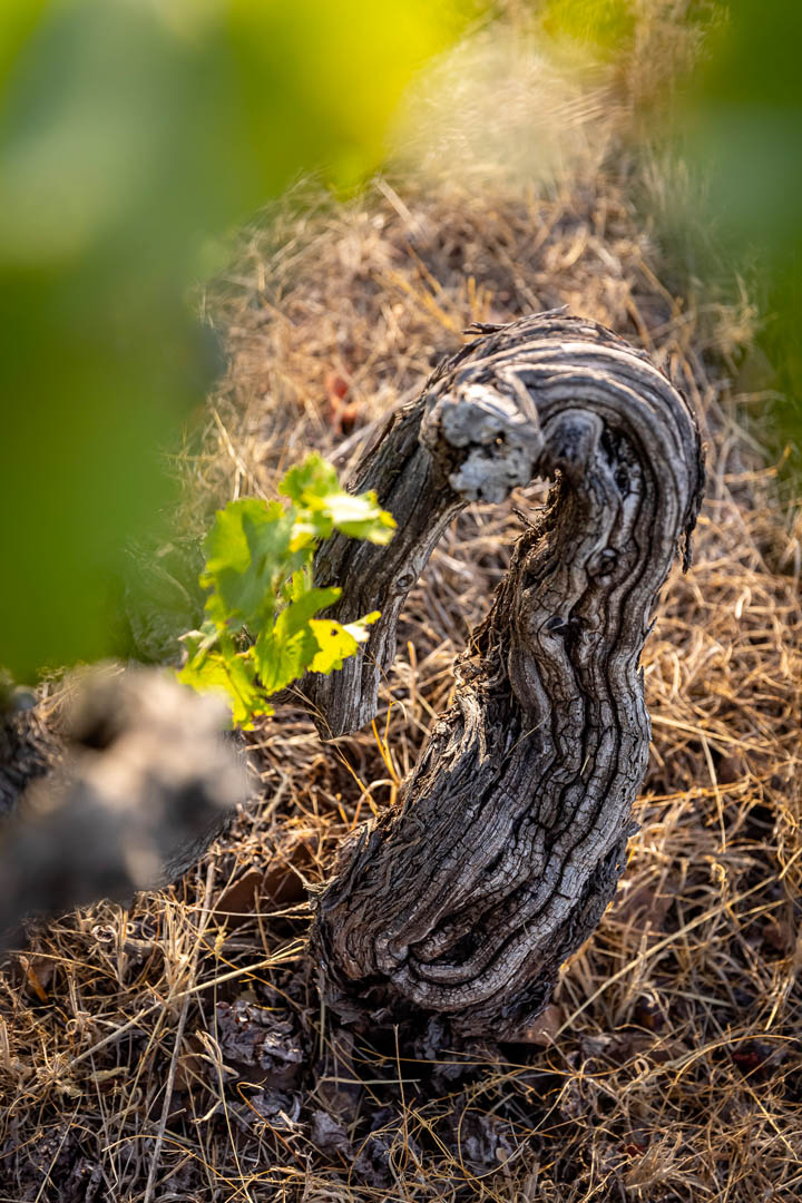 The Vineyards 