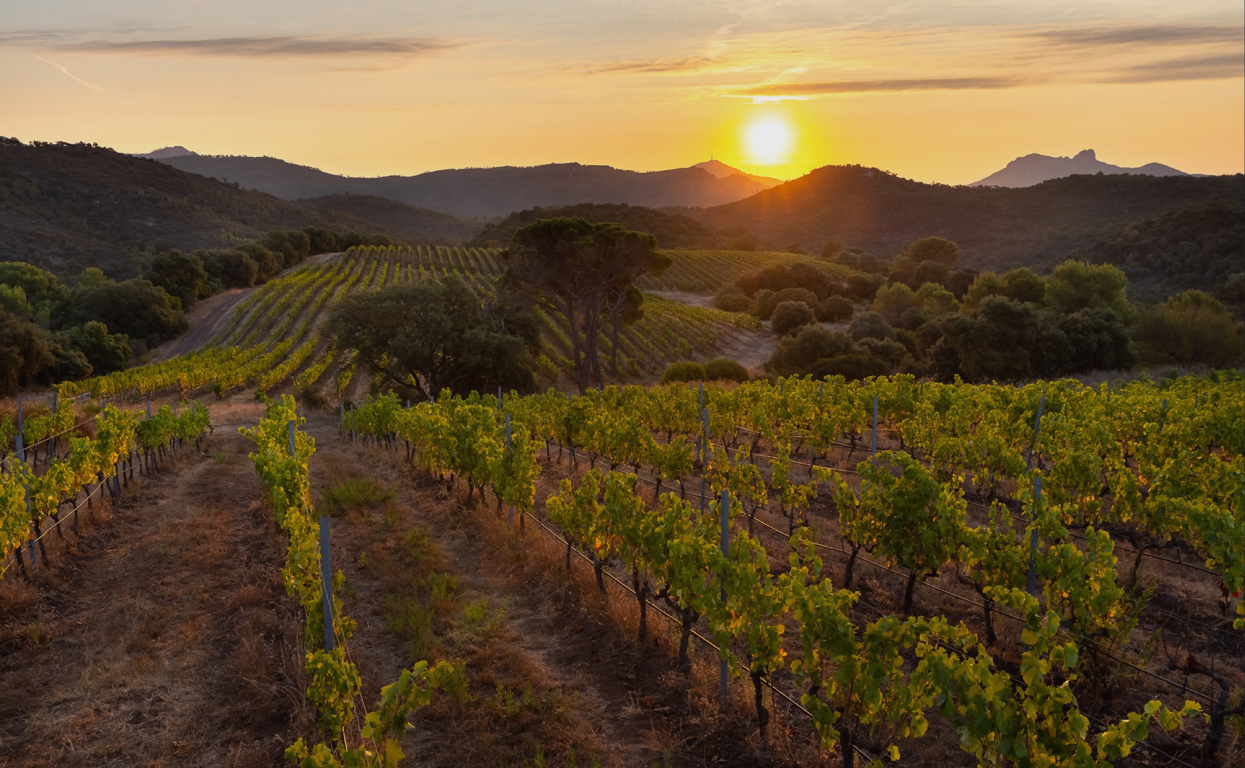 La terre, la mer, des vins