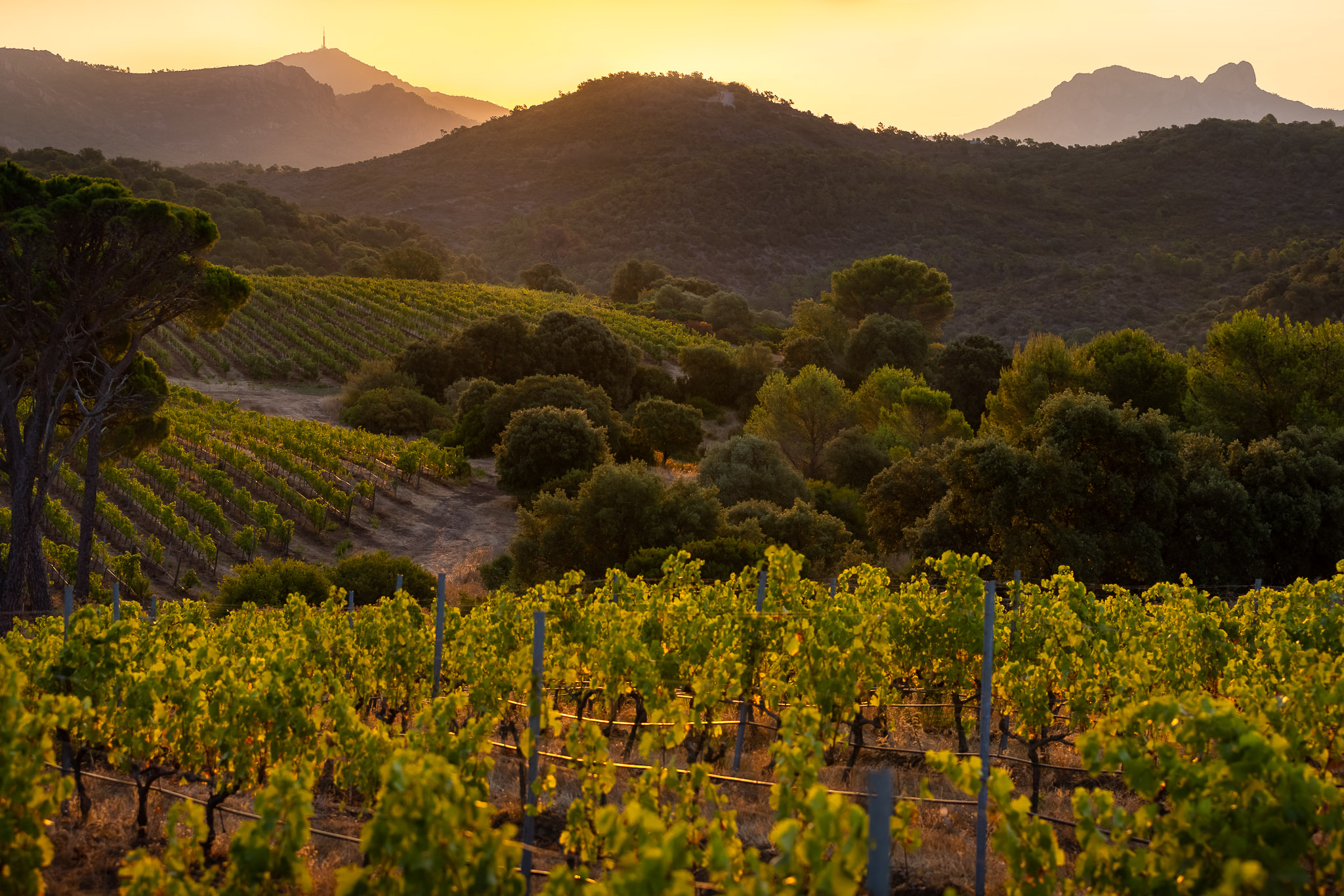 La terre, la mer, des vins